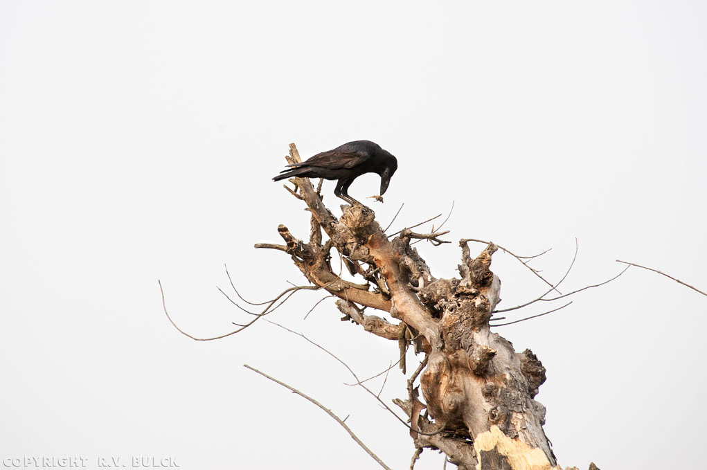  House Crow (Corvus Splendens), Keoladeo Reserve, Bharatpur, Rajasthan. [© R.V. Bulck]
